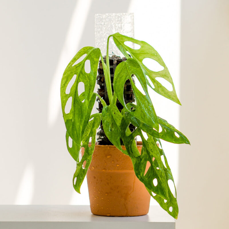 Thiccly GrowPole™ 2.0 Pro - Clear MEDIUM 40cm [from $11 each] - Image 3